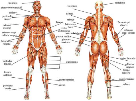 What muscles do power cleans work?