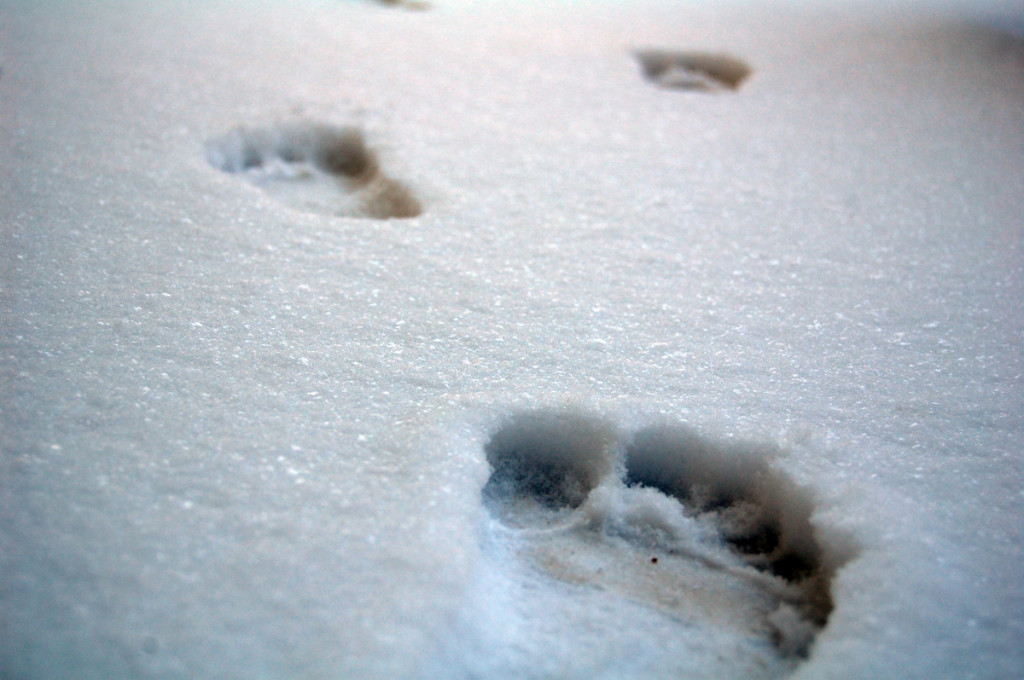 footprints