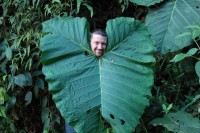 bigleaf