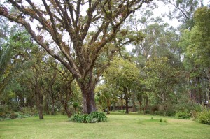 The gardens at Hacienda Cusin, our home for the week