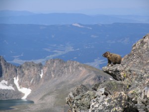 marmot