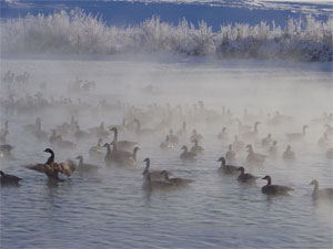 Geese-in-the-Mist2.jpg